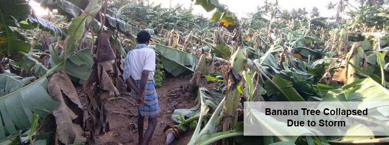 Collapsed Banana Tree